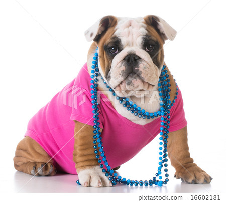 female puppy 16602181