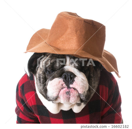 country dog country dog 16602182