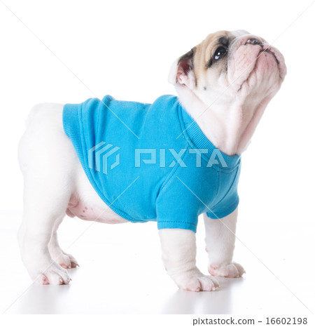 cute puppy cute puppy 16602198