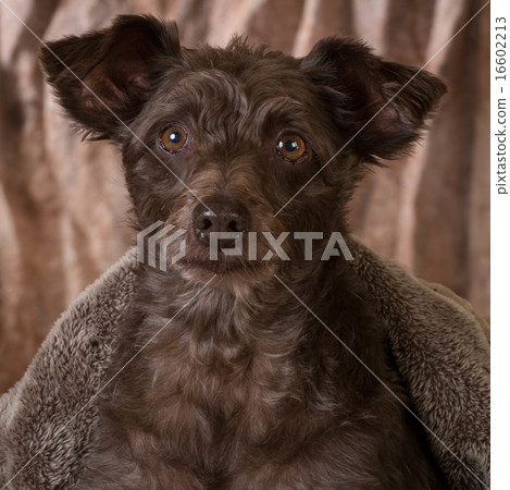 mixed breed dog 16602213