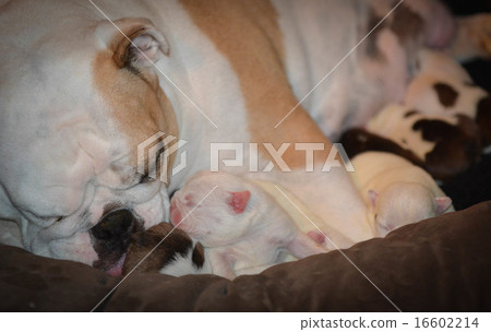 mother dog nursing 16602214