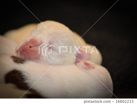 newborn puppy newborn puppy 16602215