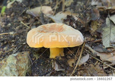 Hirohachichitake Hirohachichitake 16602267