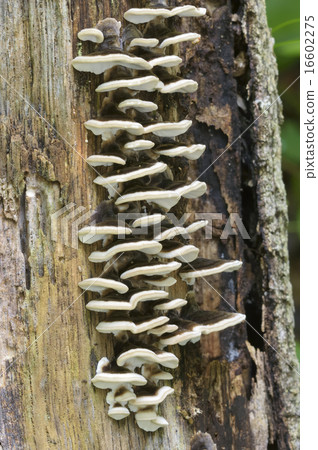 Kawaratake Kawaratake 16602275