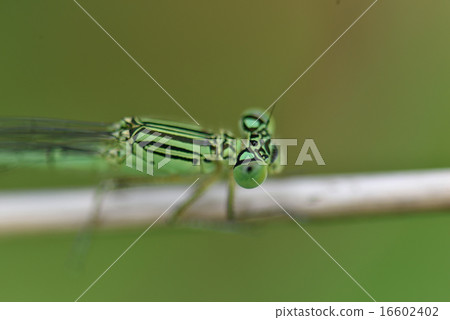 Freshwater fish Freshwater fish 16602402