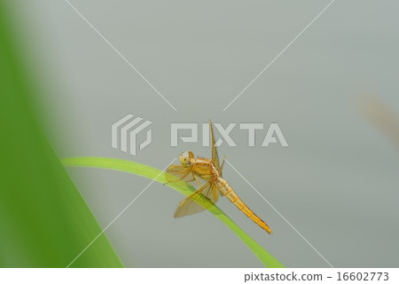 Shoujo dragonfly 16602773