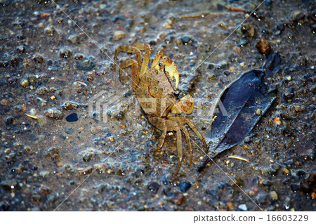 Crab (crab) 16603229