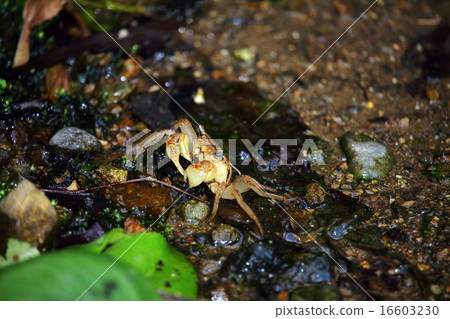 Crab (crab) Crab (crab) 16603230