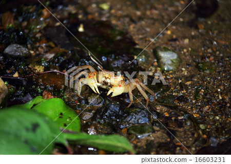 Crab (crab) Crab (crab) 16603231
