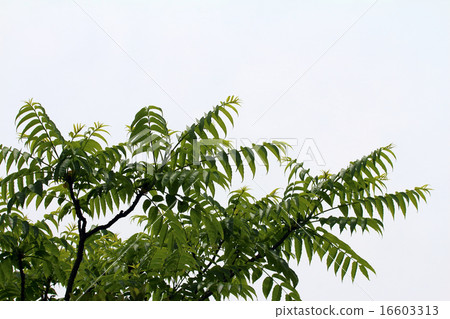 Crows Zan Shaw (Cinnamon) Crows Zan Shaw (Cinnamon) 16603313