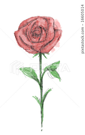 Rose one illustration 16605014