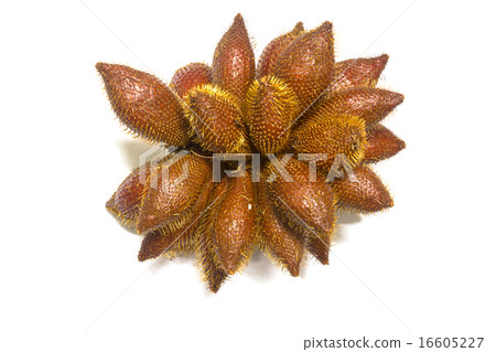 Salacca edulis Reinw, Salacca edulis Reinw, 16605227