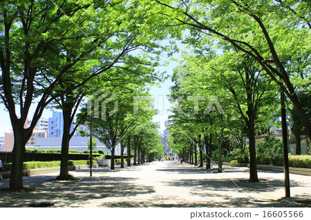 代代木公園在夏天 16605566