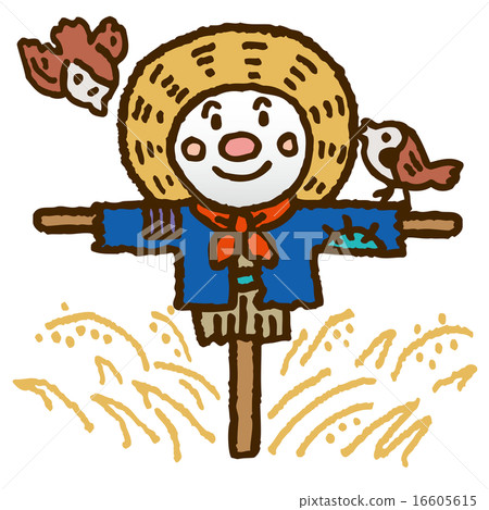 卡卡西和麻雀在稻田稻田 16605615