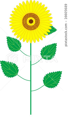 sunflower sunflower 16605689