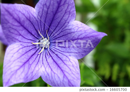 Kikyo (Kikyo) 16605700