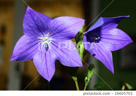 Kikyo (Kikyo) 16605701