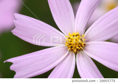 波斯菊花特寫鏡頭 16605778