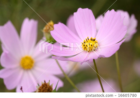 Cosmos flower close-up Cosmos flower close-up 16605780