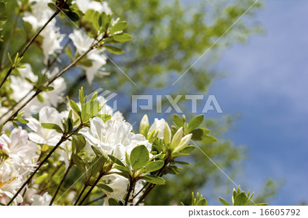 白色杜娟花開花與天空後面 白色杜娟花開花與天空後面 16605792
