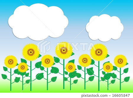 向日葵田 16605847