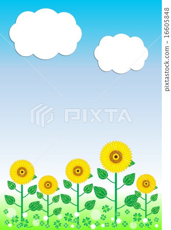 向日葵田 16605848