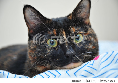 Rustic cat Rustic cat 16607503