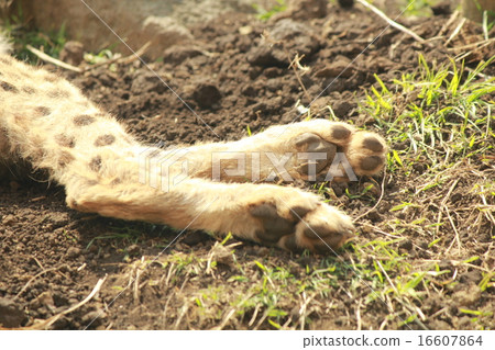 獵豹的爪子 16607864