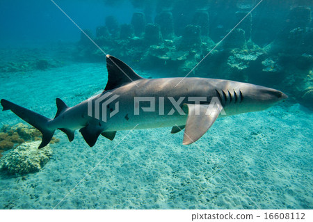 小笠原的Nemuribuka,白色芯片 小笠原的Nemuribuka,白色芯片 16608112