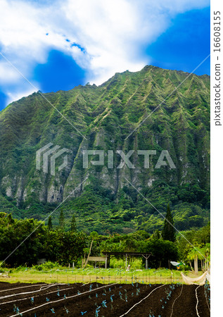 Rural village in Oahu 16608155