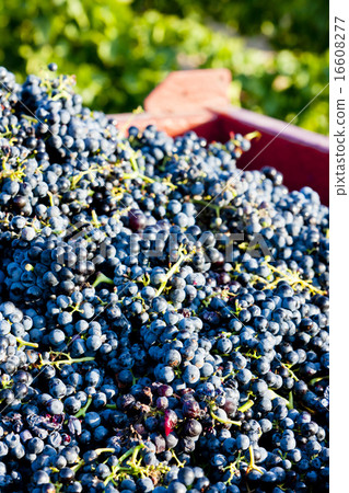 wine harvest in Fitou appellation, Roussillon wine harvest in Fitou appellation, Roussillon 16608277