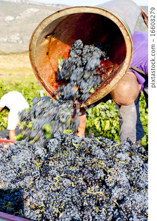 wine harvest in Fitou appellation, Roussillon wine harvest in Fitou appellation, Roussillon 16608279