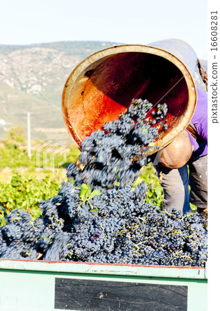 wine harvest in Fitou appellation, Roussillon wine harvest in Fitou appellation, Roussillon 16608281