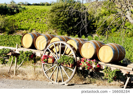 vineyard with barrels, Languedoc-Roussillon vineyard with barrels, Languedoc-Roussillon 16608284