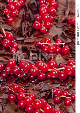 red currant with chocolate red currant with chocolate 16608299