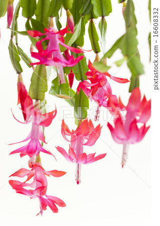 Christmas cactus 16608332