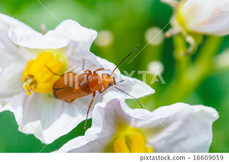 soldier beetle in potato flower close up 16609059