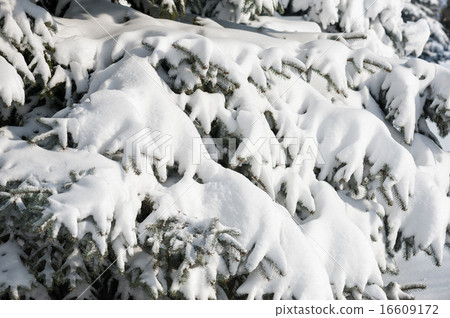 snowy fir tree branches as background 16609172