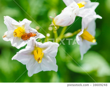 soldier beetle in potato flower 16609248