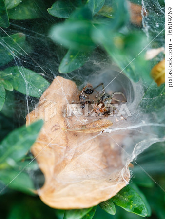spider in cobweb close up on boxwood 16609269