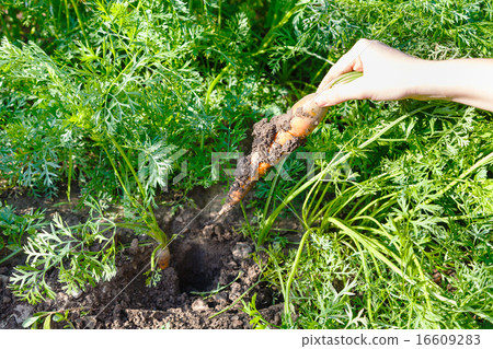 one freshly picked carrot in hand 16609283