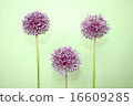 Allium·gigantium是一種不尋常的花朵，呈球形，花朵小，像木琴一樣高蹺 16609285