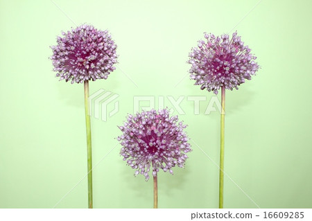 Allium·gigantium是一種不尋常的花朵，呈球形，花朵小，像木琴一樣高蹺 16609285