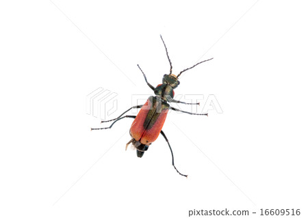 Red black bug on a white background 16609516