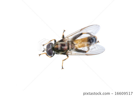 Fly on a white background 16609517