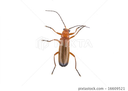 Brown bug on a white background Brown bug on a white background 16609521