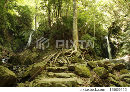 大瀧·女瀑布(Doshi Village) 大瀧·女瀑布(Doshi Village) 16609633