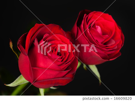 two red roses on black 16609820