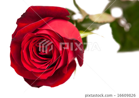 Red rose on white 16609826