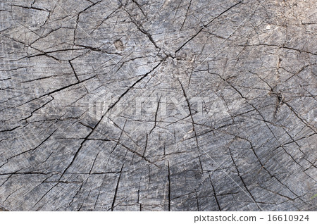 Old cracked tree stump wood texture abstract Old cracked tree stump wood texture abstract 16610924